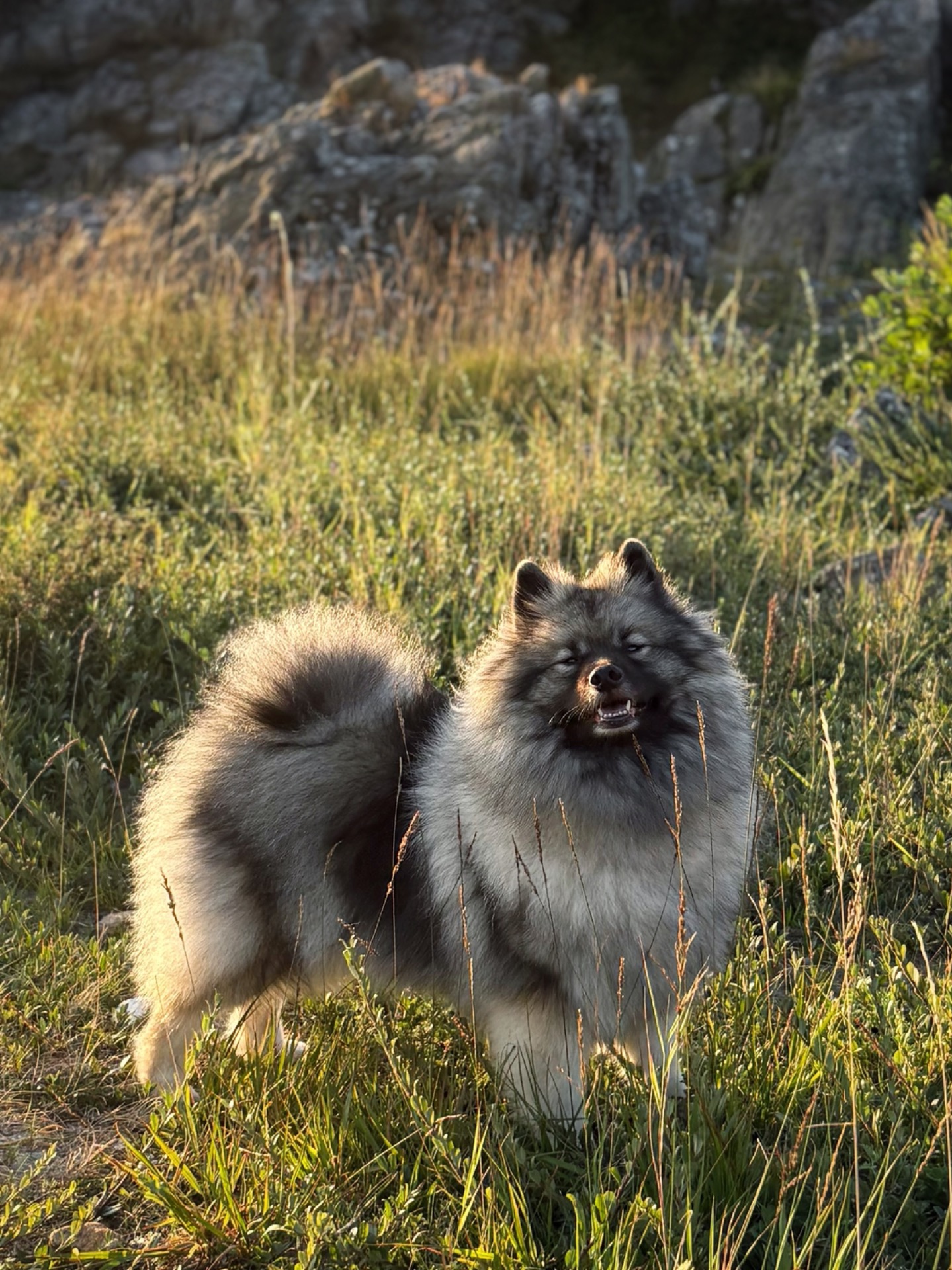 Dungens Wolf From Alaska "Alaska" Hips B/B Elbows 0/0