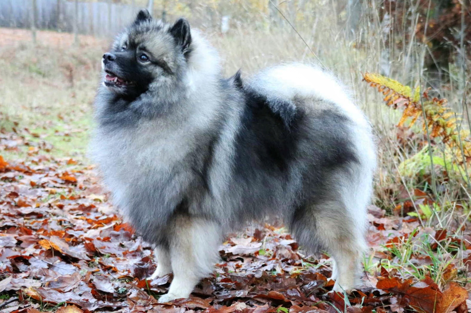 Glitter Queen Great Silvanus "Quinn"