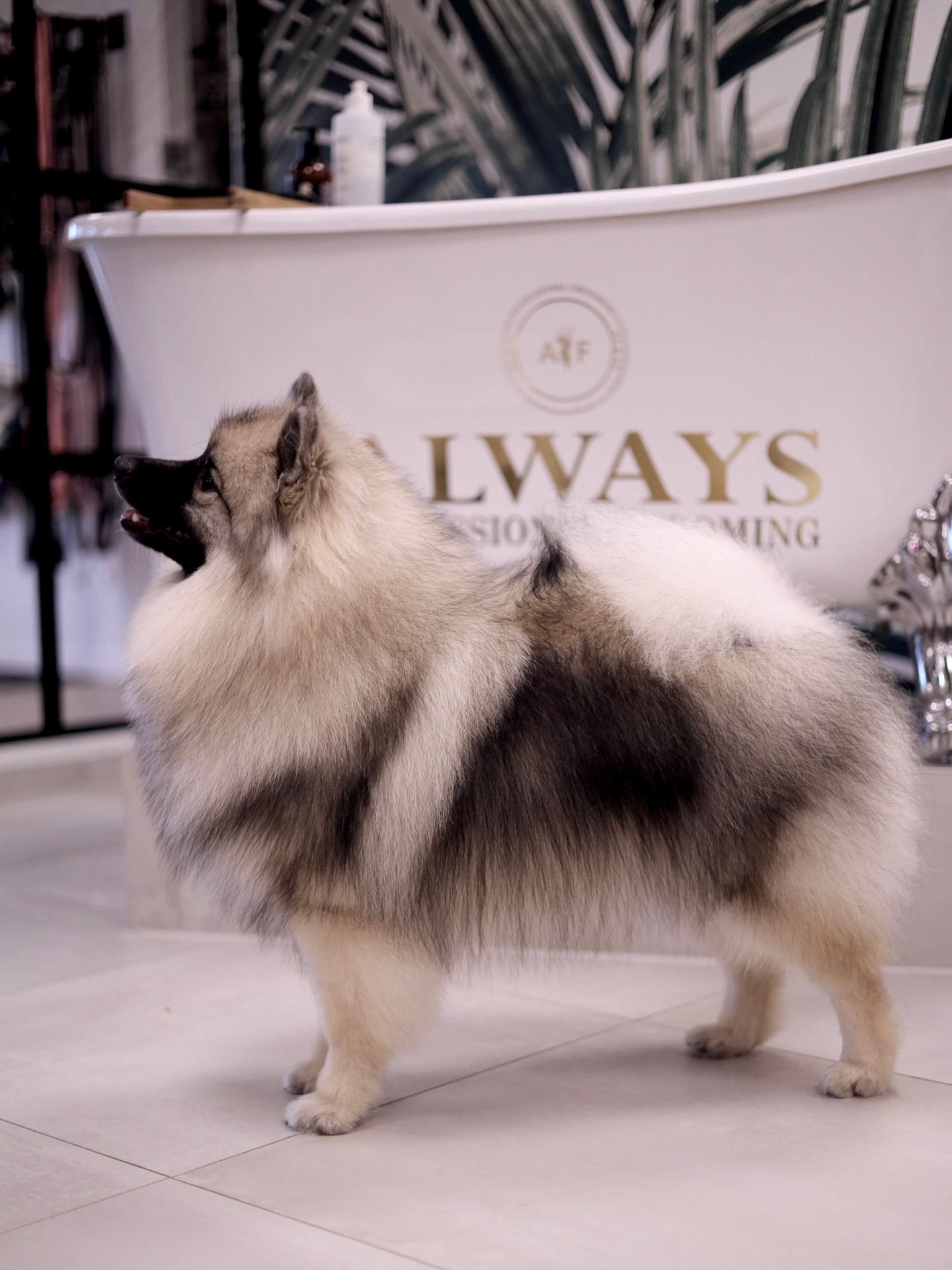 Duvelandets Eclipsed Rosy Stellar "Hawa"