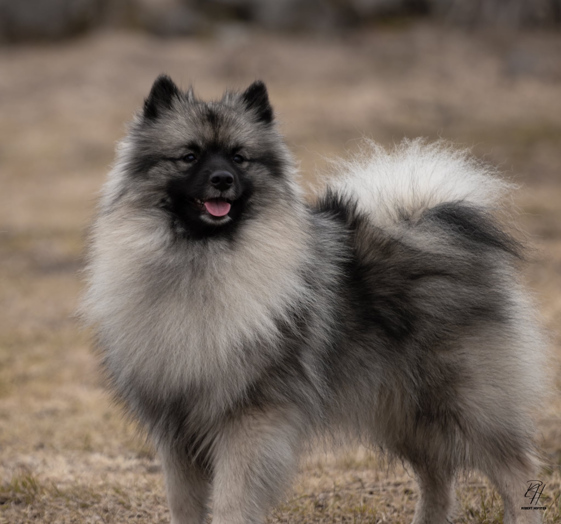 Duvelandets Cold Varga In Umnak ”Varga”